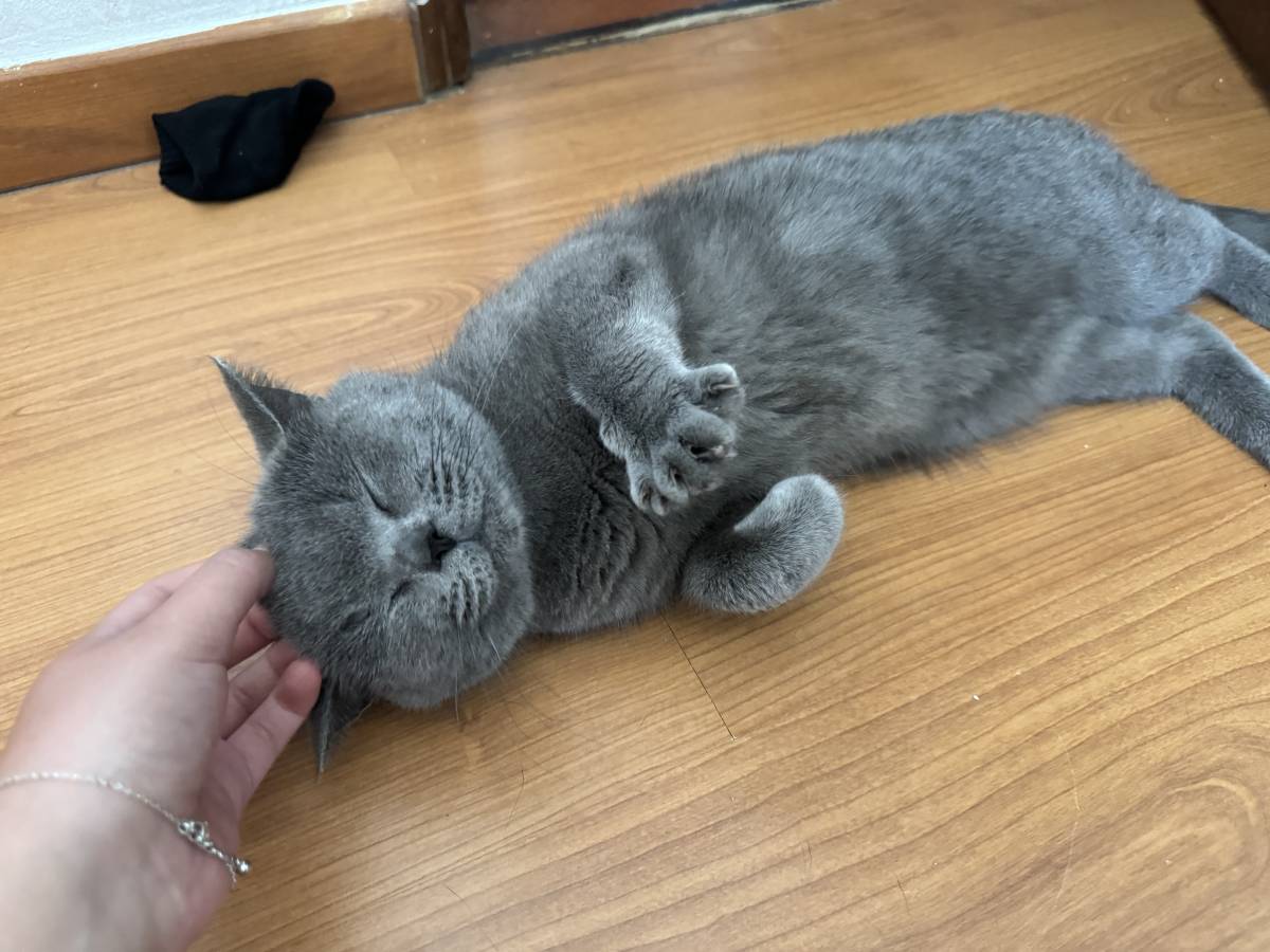 Rita Petsitter - Portimão - Cat Sitting