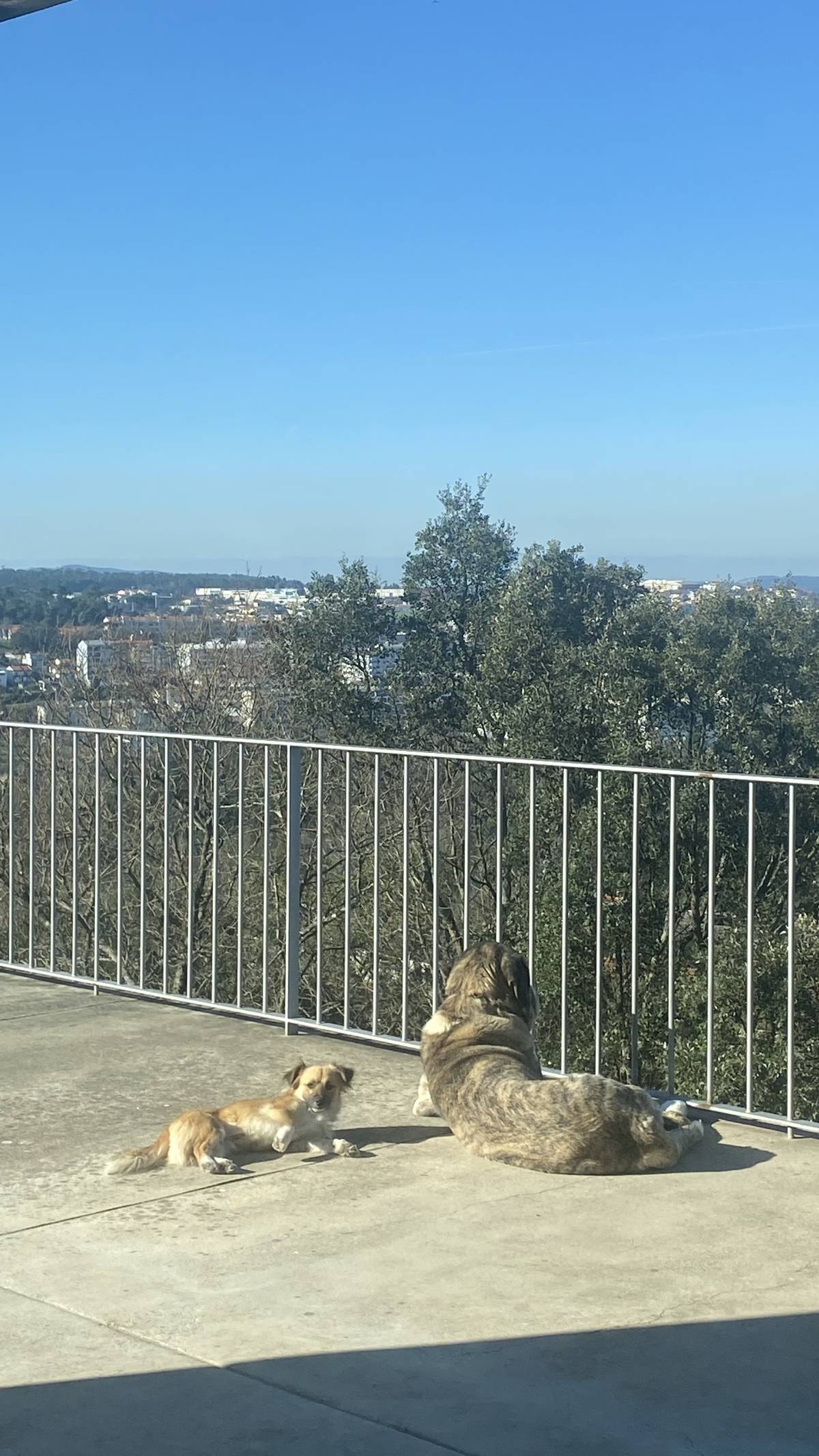 Luísa Mirra - Santo Tirso - Pet Sitting and Walking