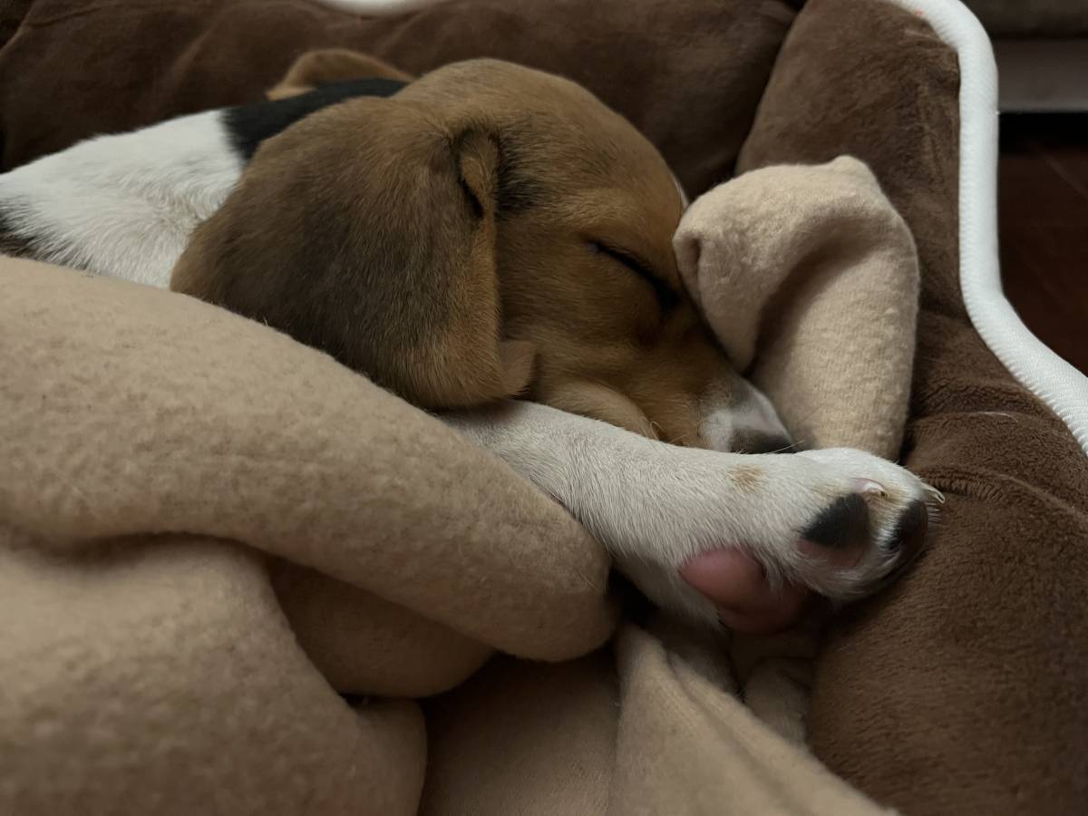 Cuidado Carinhoso para o Seu Patudo – Porto - Porto - Paseador de perros