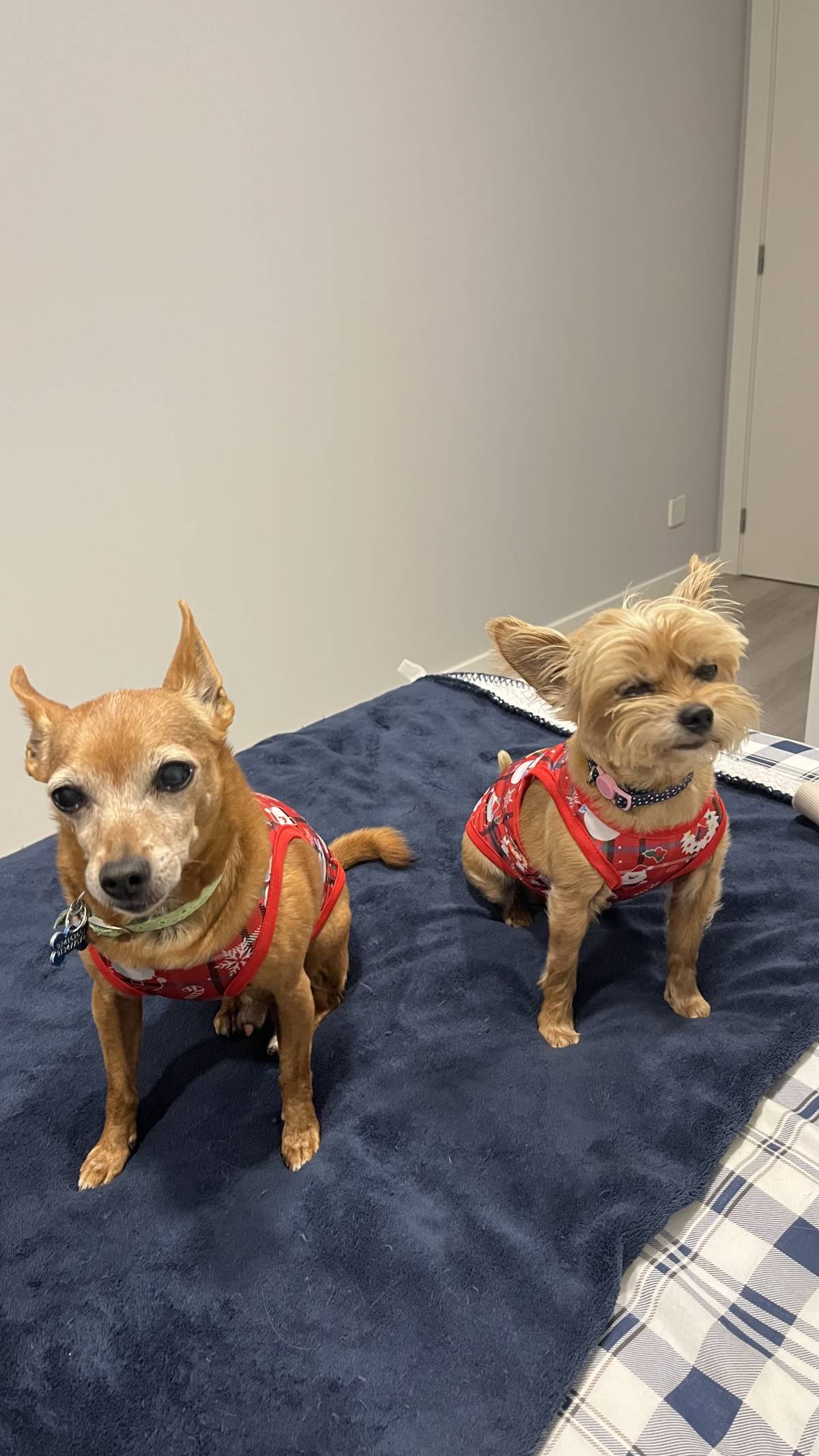 Cuidado Carinhoso para o Seu Patudo – Porto - Porto - Paseador de perros