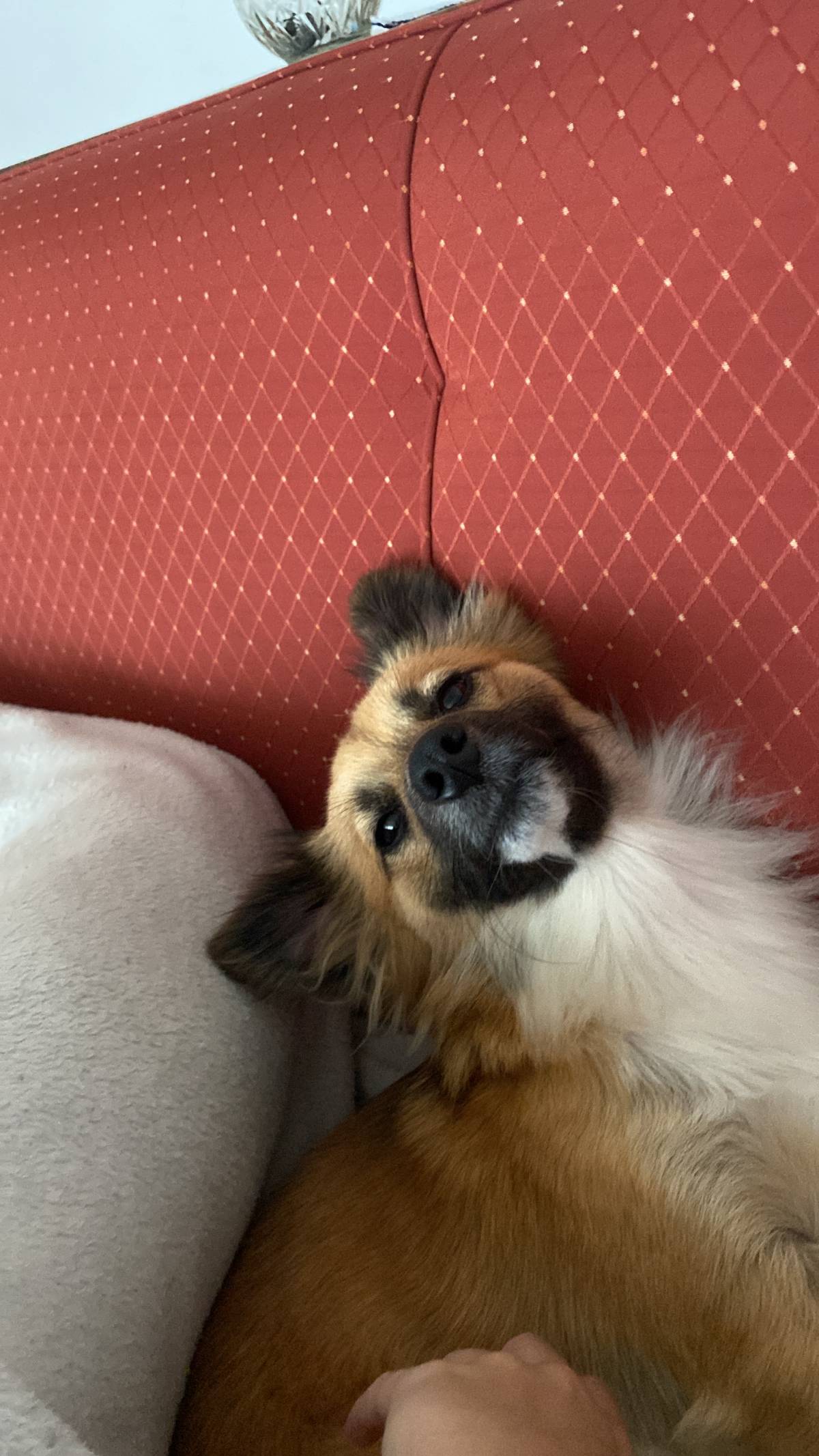 Luísa Mirra - Santo Tirso - Pet Care and Grooming