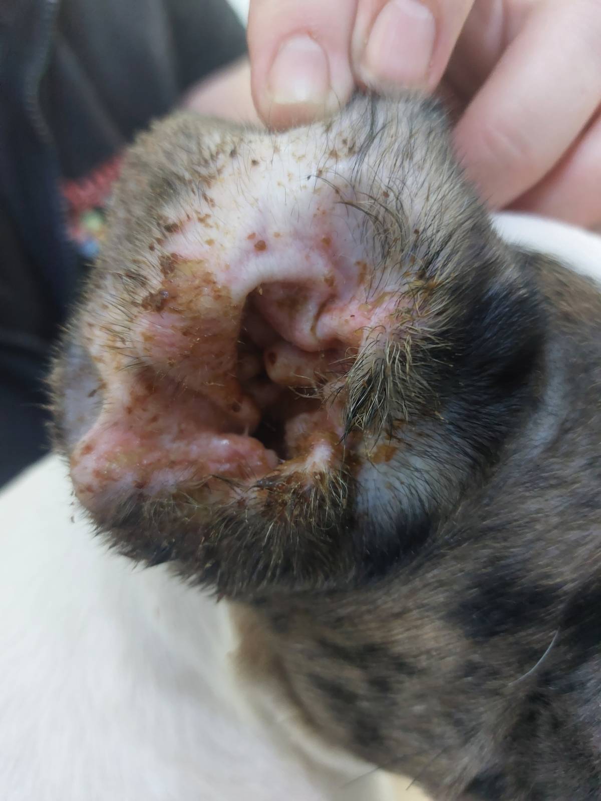 Vet em Casa - Figueira da Foz - Veterinarian