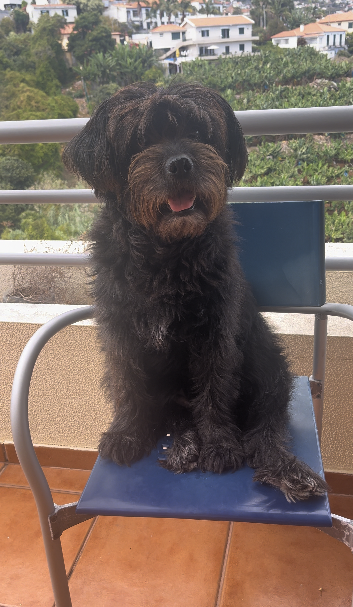 Cuidado Carinhoso para o Seu Patudo – Porto - Porto - Cuidados y paseos de mascotas