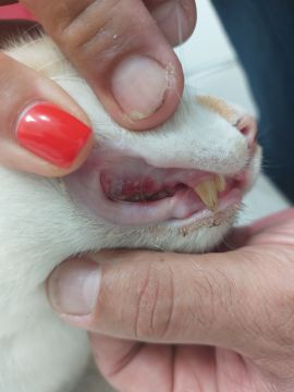 Vet em Casa - Figueira da Foz - Veterinary