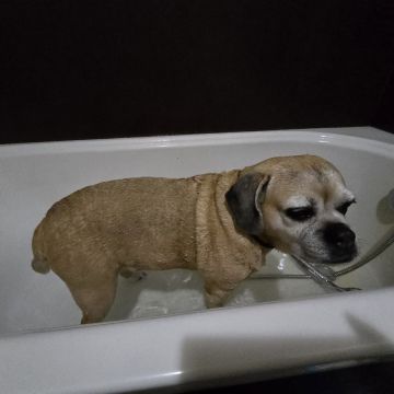Viktoriia Pet - Loulé - Bains et toilettage pour animaux