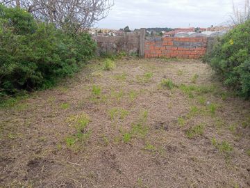 José mario - Maia - Shrub Removal