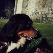 Catarina Dias - Guimarães - Pet Sitting e Pet Walking