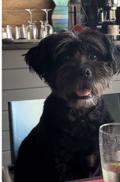 Cuidado Carinhoso para o Seu Patudo – Porto - Porto - Cuidados y paseos de mascotas