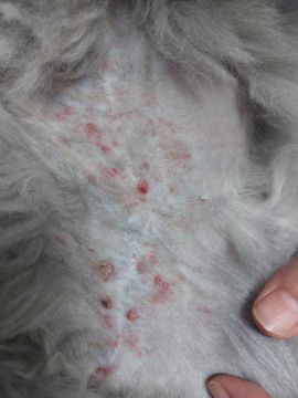 Vet em Casa - Figueira da Foz - Veterinarian