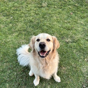 Cuidado Carinhoso para o Seu Patudo – Porto - Porto - Paseador de perros