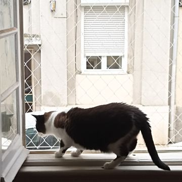 Safekids&pets - Cascais - Vorhänge oder Gardinen flicken
