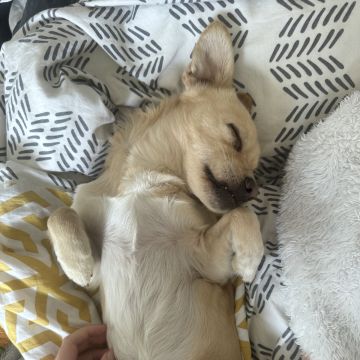Rita Petsitter - Portimão - Dog Sitting
