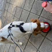 Rita - Vila Nova de Gaia - Dog Walking