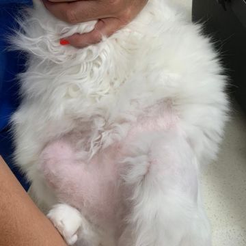 Vet em Casa - Figueira da Foz - Veterinarian