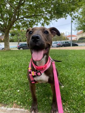 Treinador de Cães