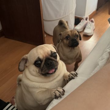 Rita Petsitter - Portimão - Pet Sitting e Pet Walking