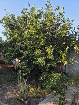 Jardinagem e Relvados - Casa
