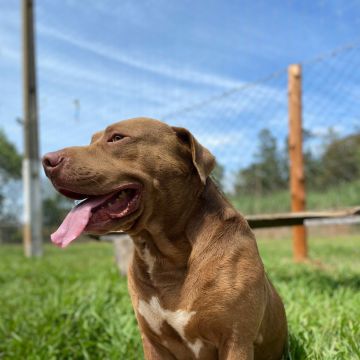 Luan - Vila Nova de Famalicão - Baths and Grooming for Animals