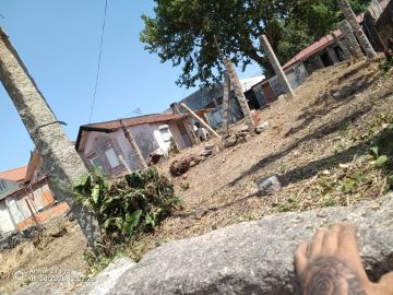 José mario - Maia - Plantação de Árvores