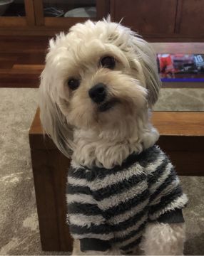 Cuidado Carinhoso para o Seu Patudo – Porto - Porto - Cuidados y paseos de mascotas