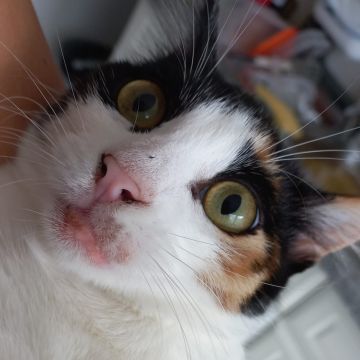 Vet em Casa - Figueira da Foz - Veterinarian