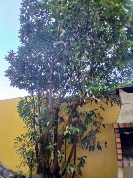 Tree Trimmer