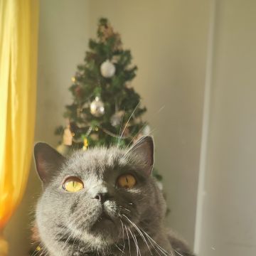 Rita Petsitter - Portimão - Cat Sitting