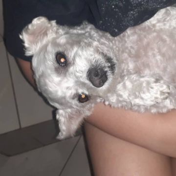 Isabella Moreno - Vila Franca de Xira - Garderie pour chiens