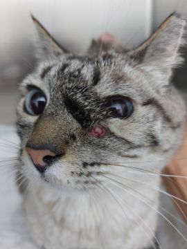 Vet em Casa - Figueira da Foz - Veterinarian