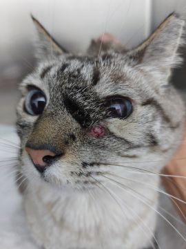 Vet em Casa - Figueira da Foz - Veterinários