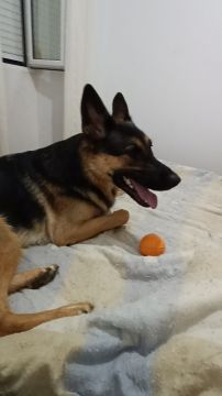 Tierpension