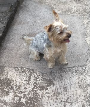 Cuidado Carinhoso para o Seu Patudo – Porto - Porto - Paseador de perros
