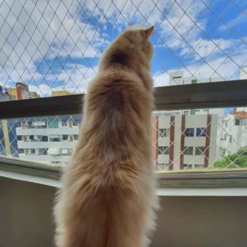 Safekids&pets - Cascais - Hausreinigung (regelmäßig)