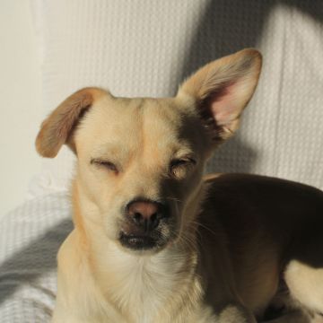 Rita Petsitter - Portimão - Pet Sitting
