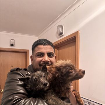 Cars and paws - Leiria - Hundeausführung