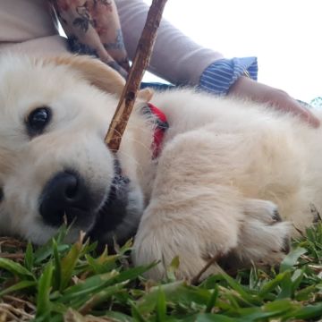 Cuidado Carinhoso para o Seu Patudo – Porto - Porto - Cuidados y paseos de mascotas
