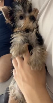 Cuidado Carinhoso para o Seu Patudo – Porto - Porto - Cuidados y paseos de mascotas