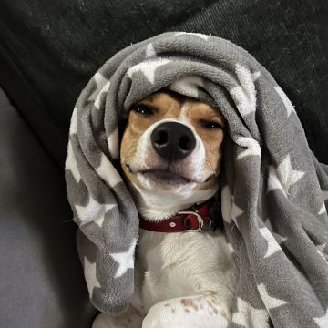 Cuidado Carinhoso para o Seu Patudo – Porto - Porto - Cuidados y paseos de mascotas
