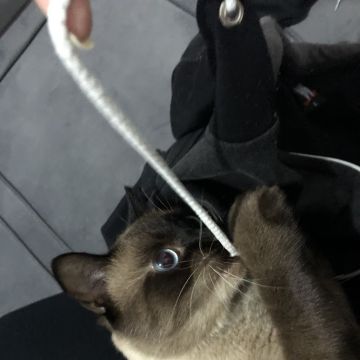 Isabella Moreno - Vila Franca de Xira - Garde de chat