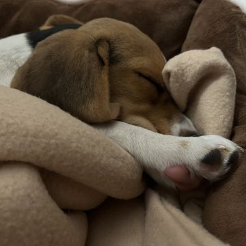 Cuidado Carinhoso para o Seu Patudo – Porto - Porto - Paseador de perros