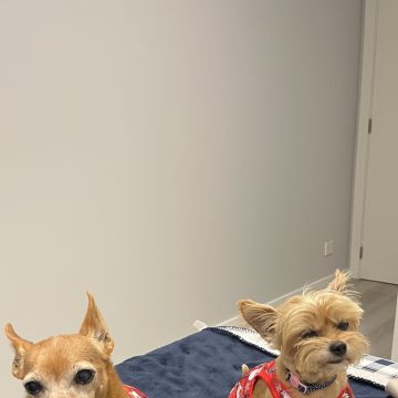 Cuidado Carinhoso para o Seu Patudo – Porto - Porto - Paseador de perros