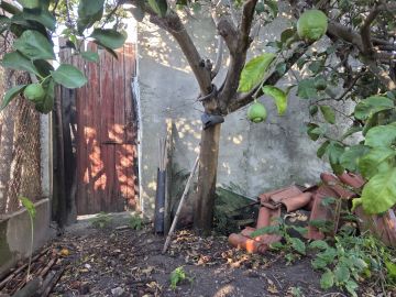 Poda e Manutenção de Árvores - Jardinagem e Relvados