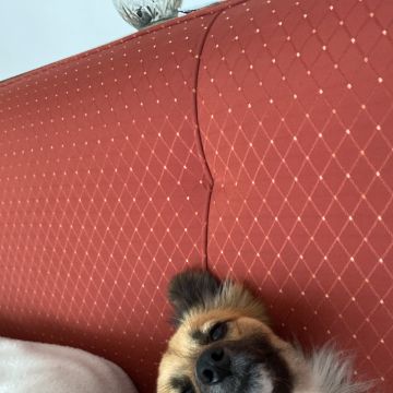 Luísa Mirra - Santo Tirso - Pet Care and Grooming