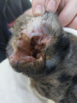 Vet em Casa - Figueira da Foz - Veterinarian