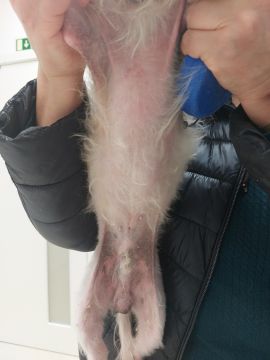 Vet em Casa - Figueira da Foz - Veterinary