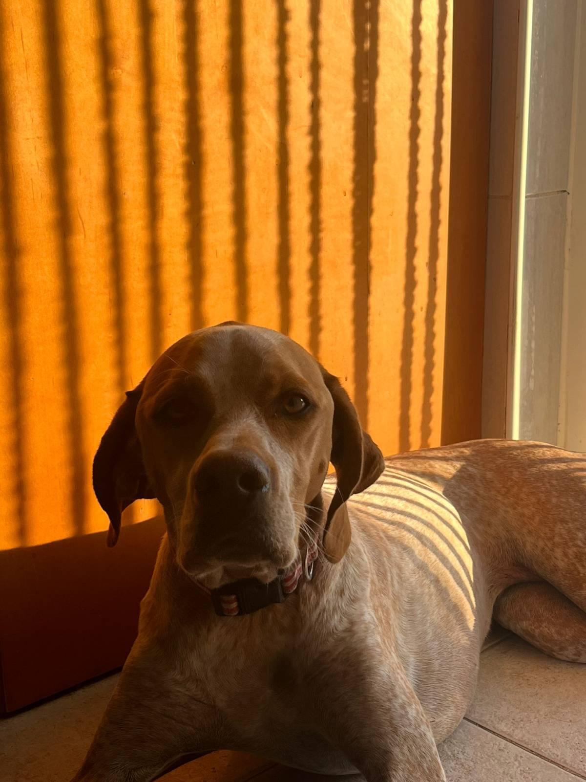 Telmo  Alexandre - Montijo - Pet Sitting