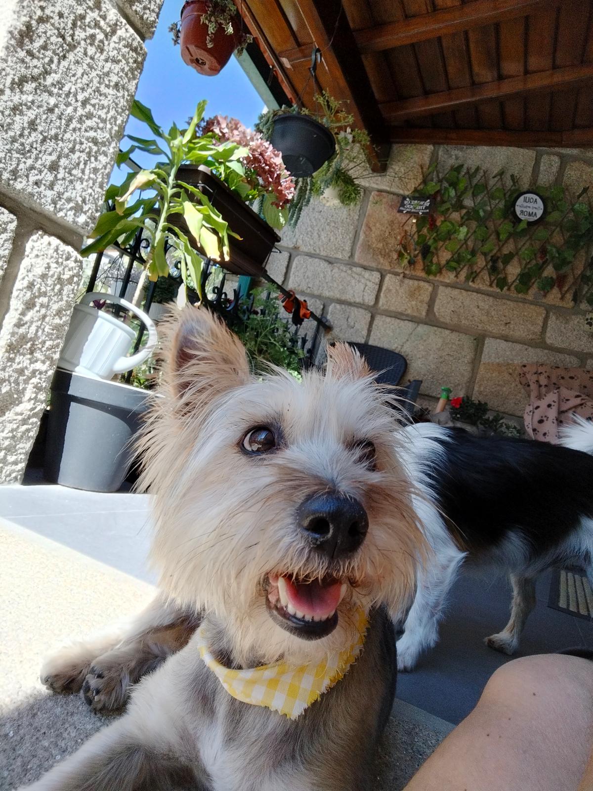 Turrinhas Pet - Caminha - Baths and Grooming for Animals