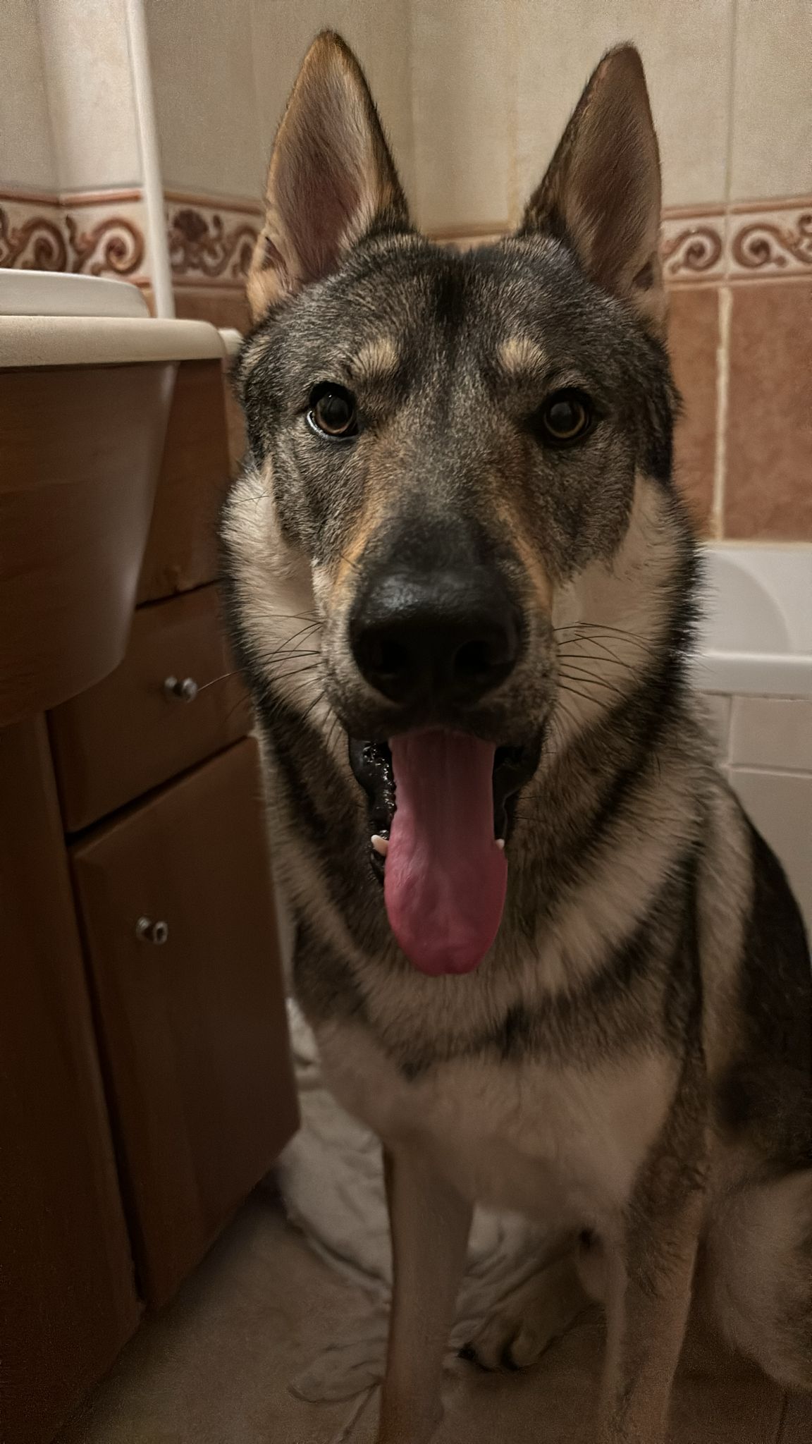 Telmo  Alexandre - Montijo - Pet Care and Grooming
