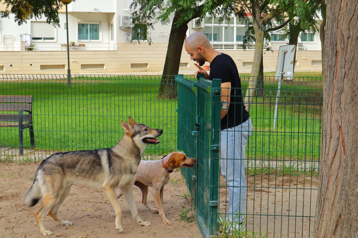 Telmo  Alexandre - Montijo - Dog Sitting