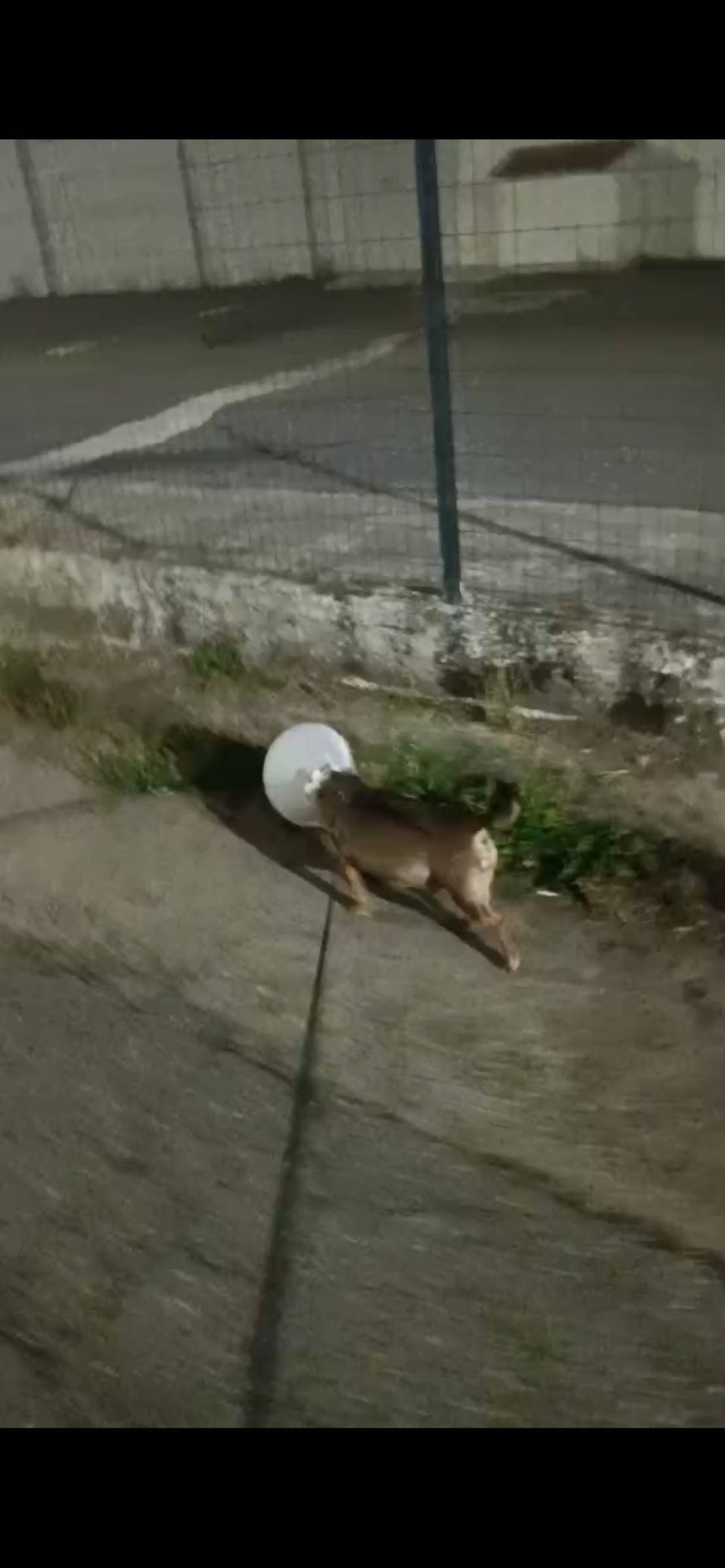 Lara Sofia - Viseu - Cuidar tus perros